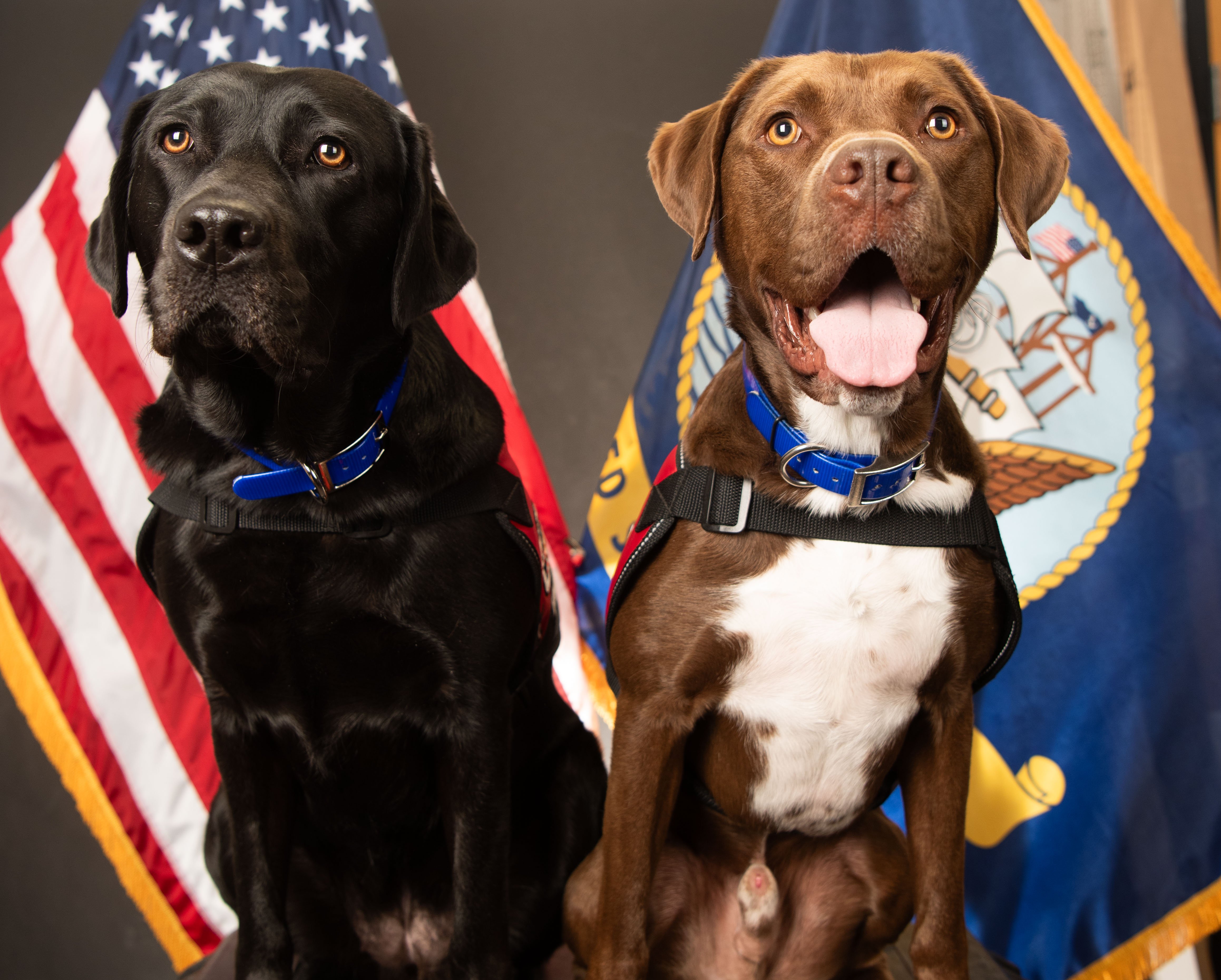 Scout and Hattie - In Their Own "Words"